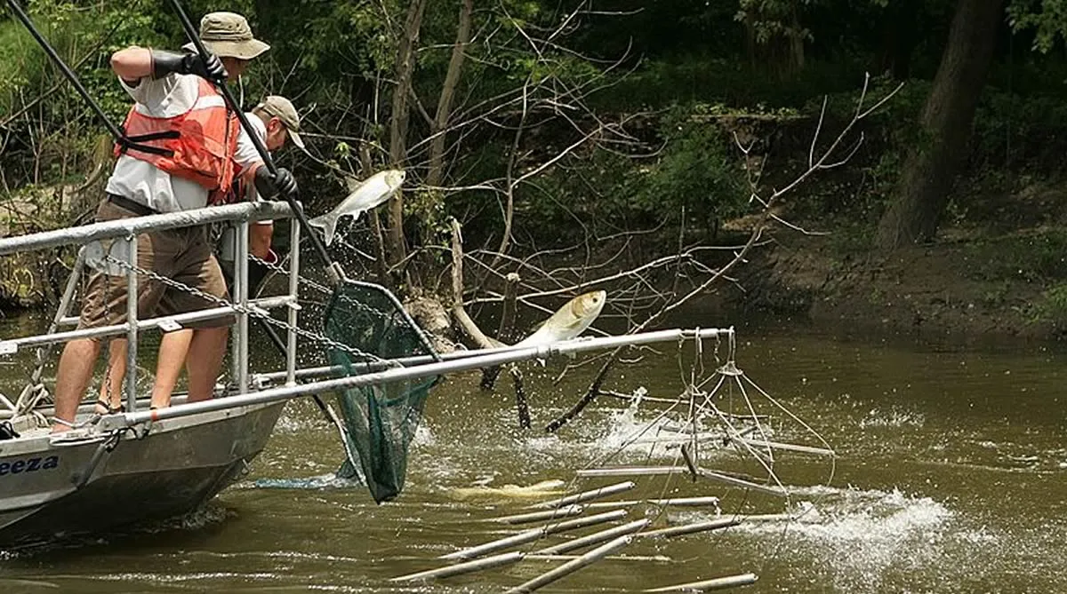 Shocking truth - the scourge of electrofishing