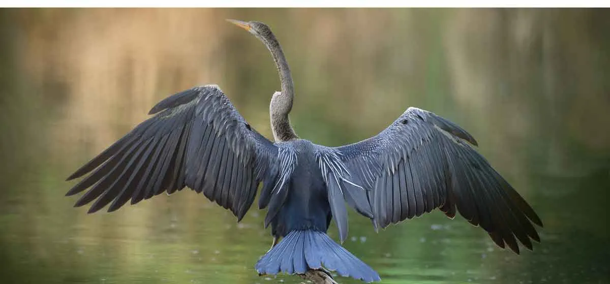 Birdlife on the Mekong River