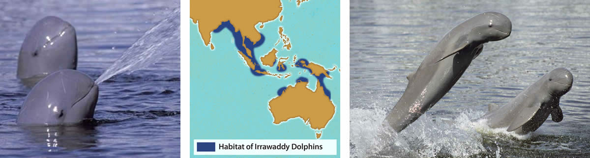 The Mekong Dolphins