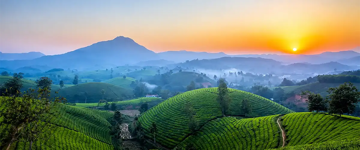 Long Coc Tea And Rice Paddy Hills