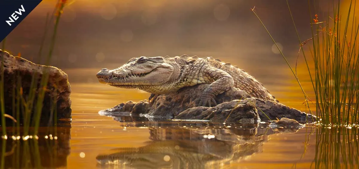BENGAL TO ASSAM AND THE SUNDARBANS