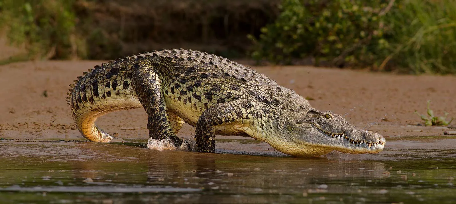 THE FULL BRAHMAPUTRA & SUNDARBANS AND LOWER GANGES