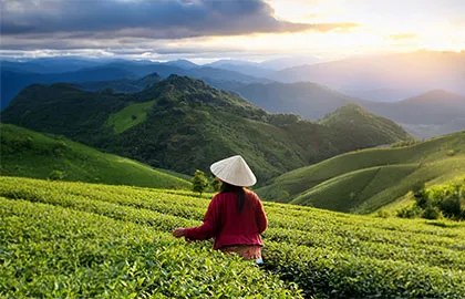 Long Coc Tea And Rice Paddy Hills Pre Tour